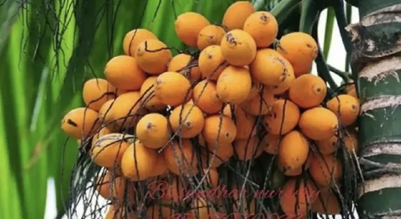 Innovative Business Idea: Profitable Areca Nut Farming with Low Competition in India for Long-Term Gains.