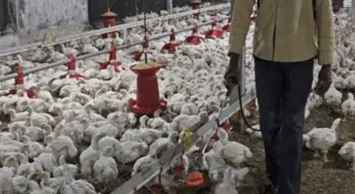 Bharatpur Bird Flu Alert: Avian Influenza Detected in Keoladeo National Park, Rajasthan, Raising Concerns.