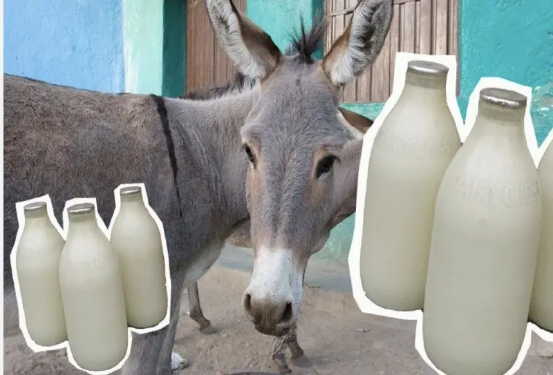 Donkey Milk: The Surprising High-Value Business Transforming Lives in Gujarat with Beauty and Health Benefits.