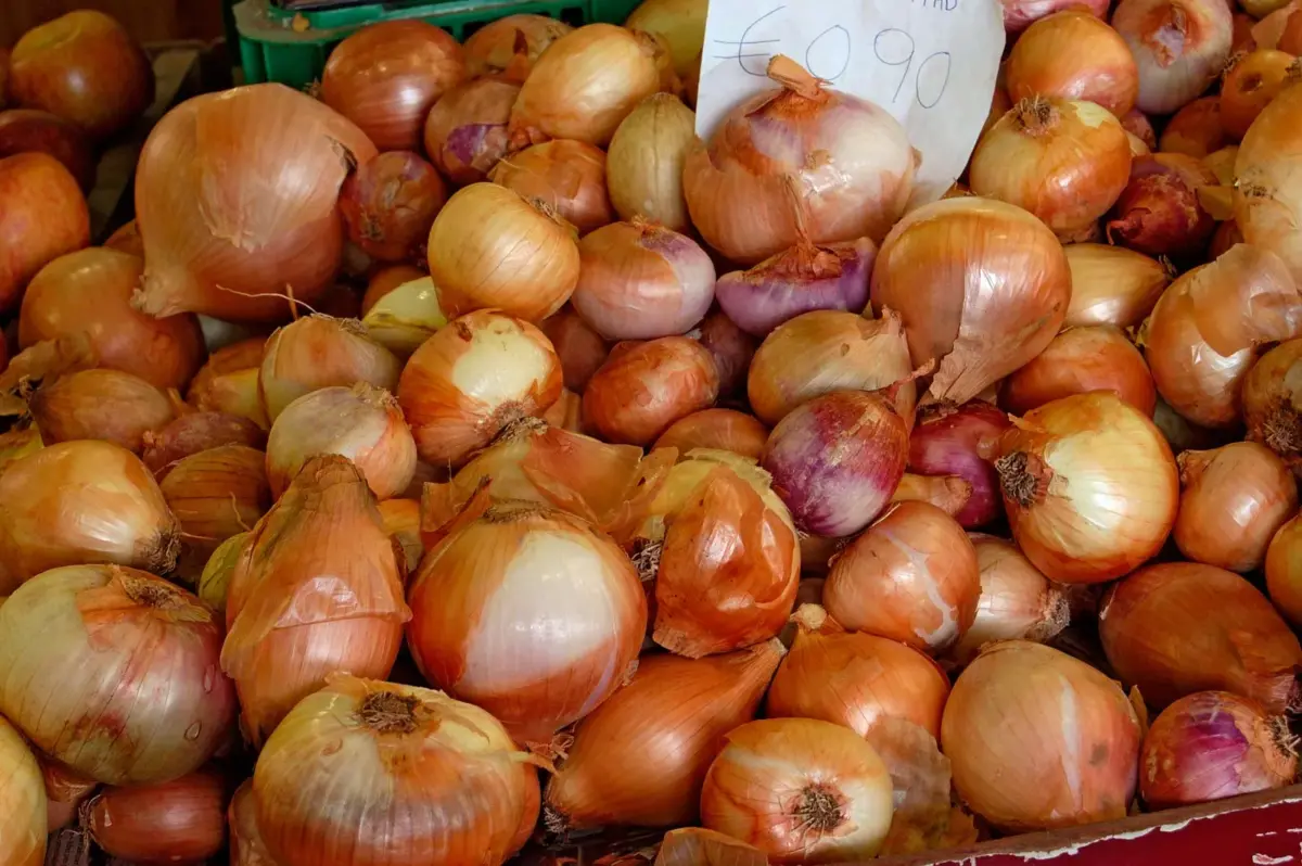 Onion Price crashed in delhi Onion Prices Crash to ₹7–₹14 per Kg in Delhi Markets as Supply Doubles Amid Monsoon Harvest