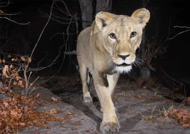 nat zoo delhi Delhi Got Another Vantara. Full AC Wildlife Zoo. National Zoological Park Going to be Transformed.