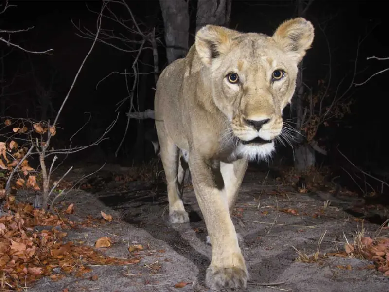 nat zoo delhi Delhi Got Another Vantara. Full AC Wildlife Zoo. National Zoological Park Going to be Transformed.