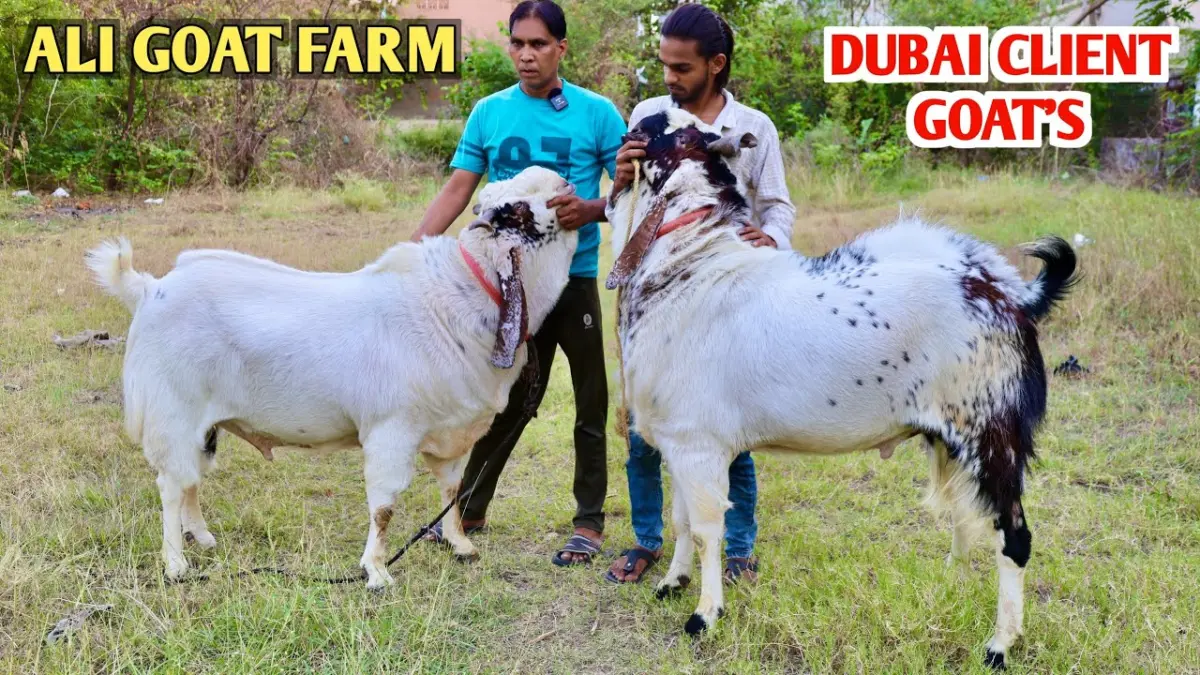 rajsthani goats Dubai Buying Rajasthani Goats. Full Elite Market Captured By Indian Bakra.