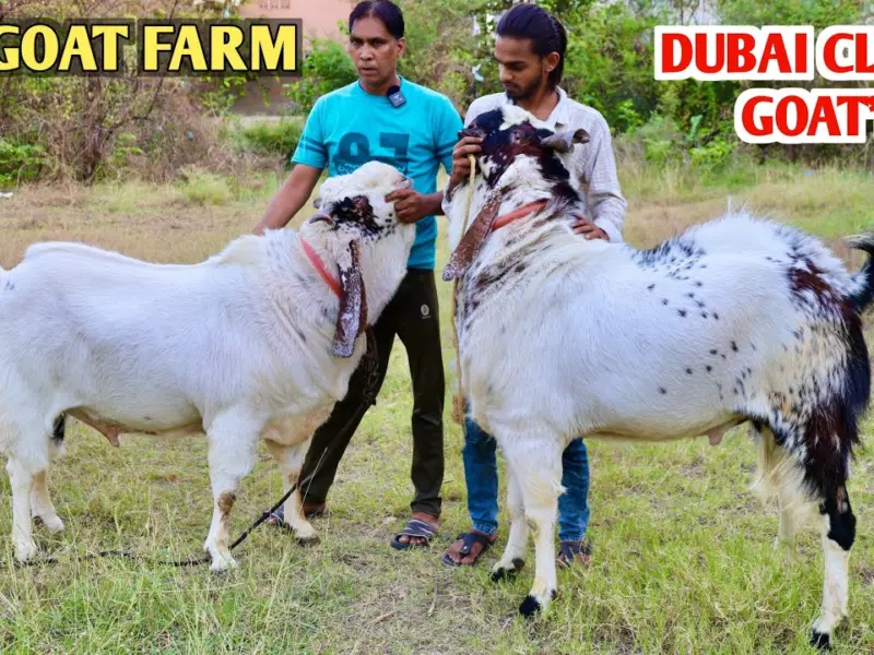 rajsthani goats Dubai Buying Rajasthani Goats. Full Elite Market Captured By Indian Bakra.