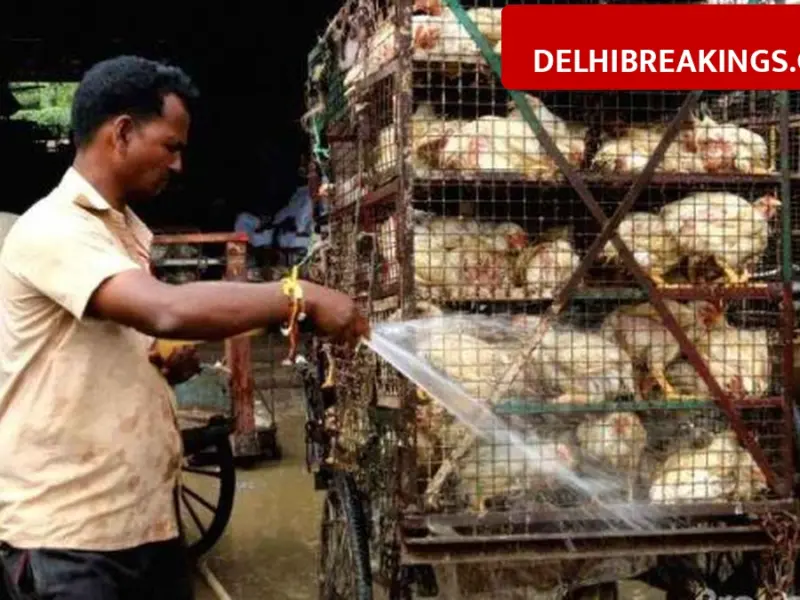 delhibreakings delhi high court ghazipur murga mandi illegal slaughter mcd warning Delhi High Court Calls Ghazipur Murga Mandi Slaughter 'Horrific', Warns MCD of Contempt Action