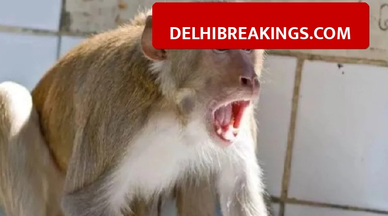 delhibreakings dwarka harsh apartments monkey menace mcd budget issue Dwarka Harsh Apartments Monkey Menace: MCD Cites Budget Crunch as Residents Live in Fear