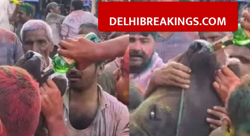 delhibreakings panipat buffalo alcohol case peta fir registered Panipat Police Register Case After 2 Years for Forcing Buffalo to Drink Alcohol on Holi
